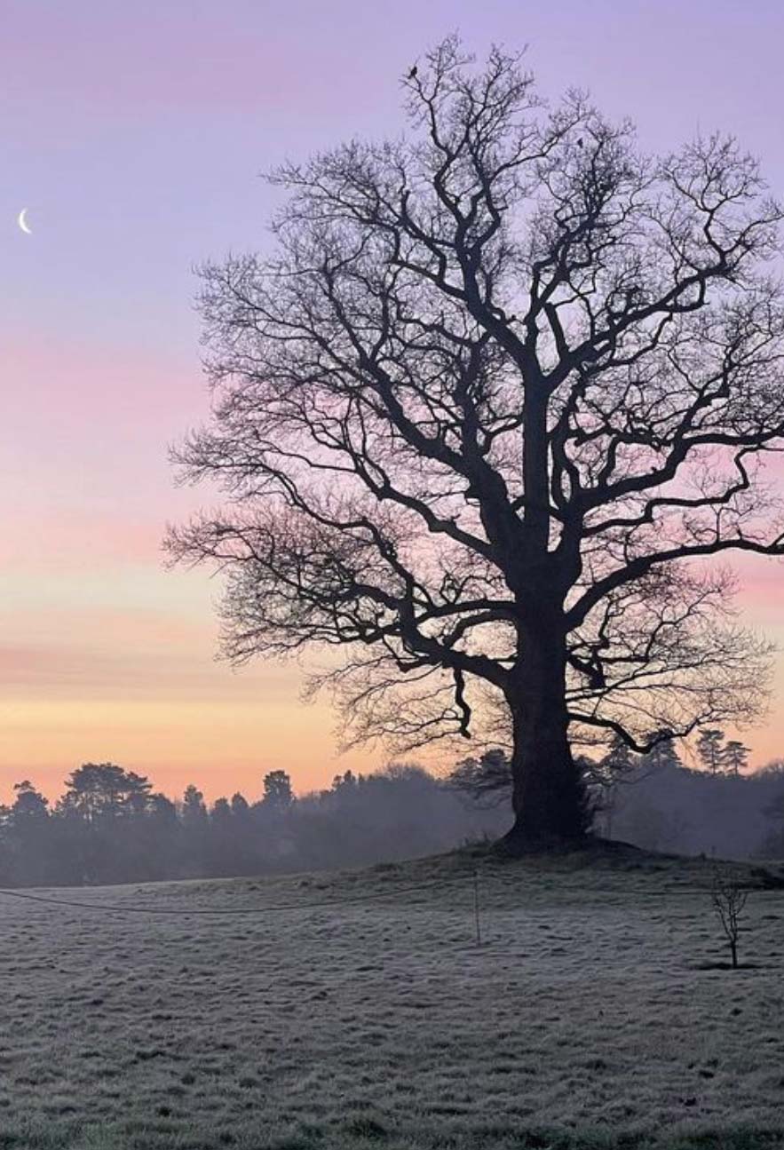 Oak Tree on the South Lawn overlooking South Park at Borde Hill. Image John Glover