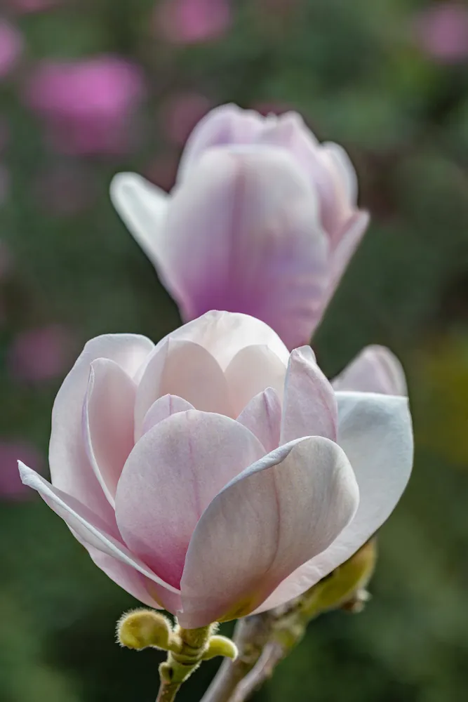 Magnolia campbellii on the Azalea Ring. Image John Glover