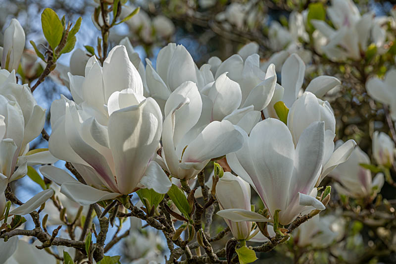Magnolia x soulangeana ‘Brozzonii’. Image John Glover
