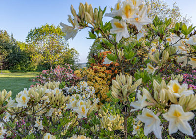 Azaleas at Borde Hill. Image John Glover