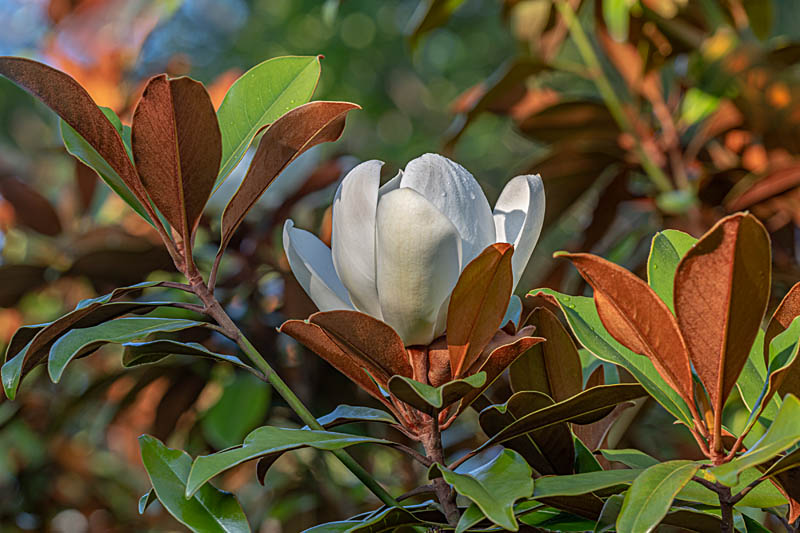 Magnolia grandiflora 'Kay Parris' evergreen magnolia in the Italian Garden. Image: John Glover