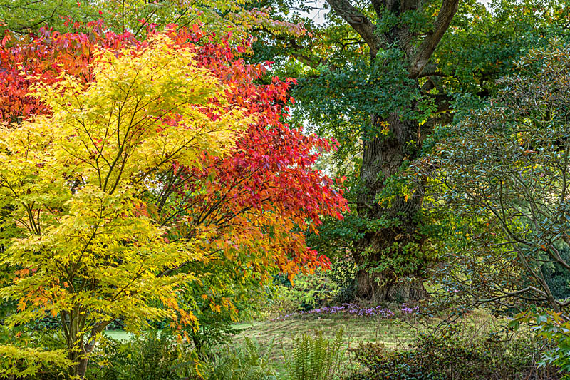 Japanese Maples on the South Lawn at Borde Hill