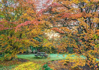 The Azalea Ring in autumn at Borde Hill. Image: John Glover