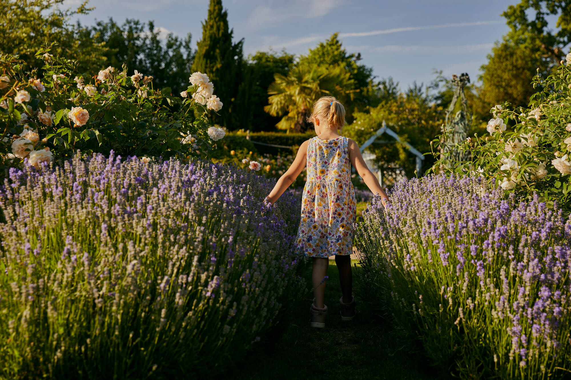 A summertime view of a child walking between lavendar and roses in the Rose Garden at Borde Hill.