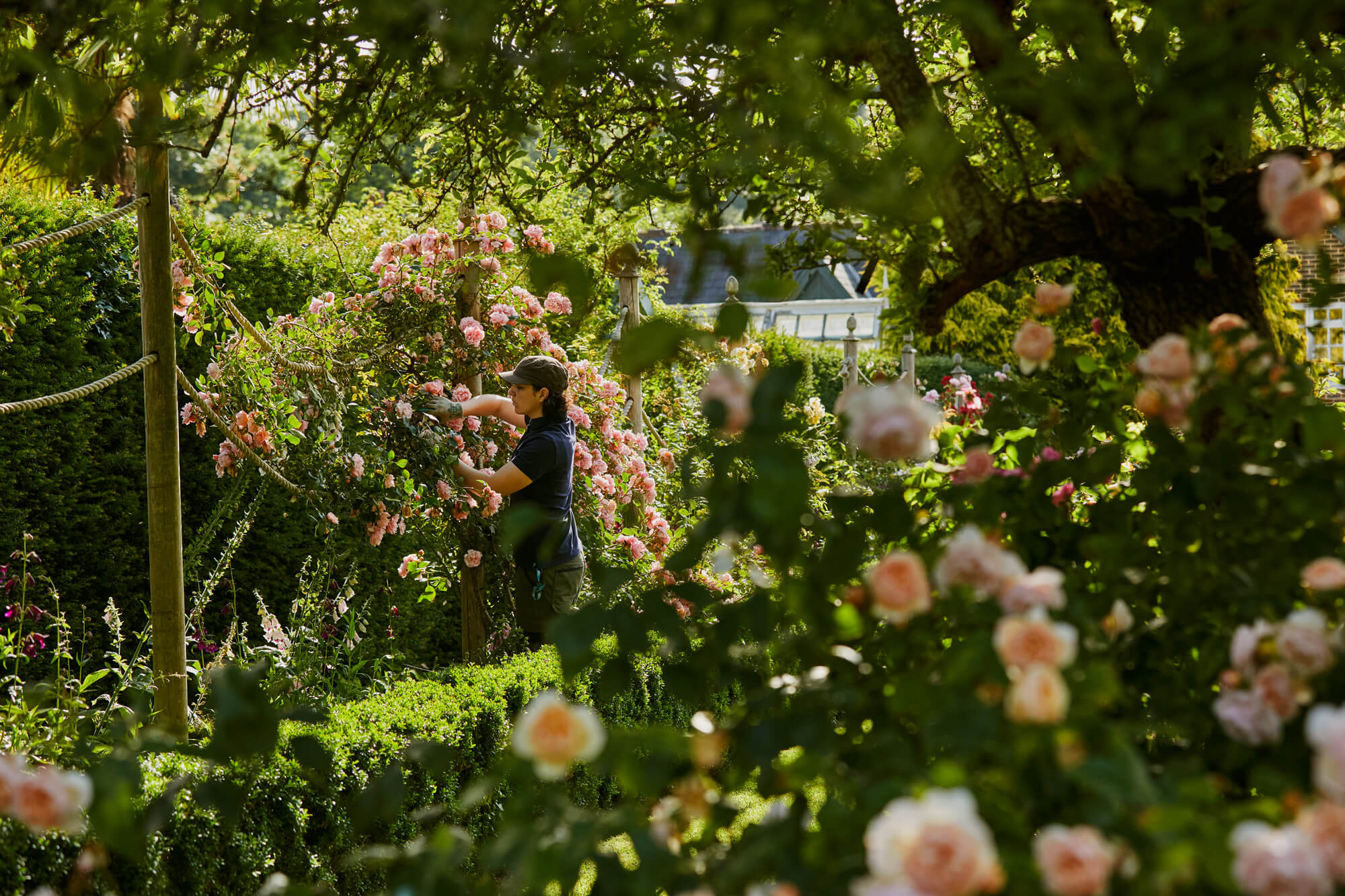 A gardener pruning roses in the Rose Garden at Borde Hil