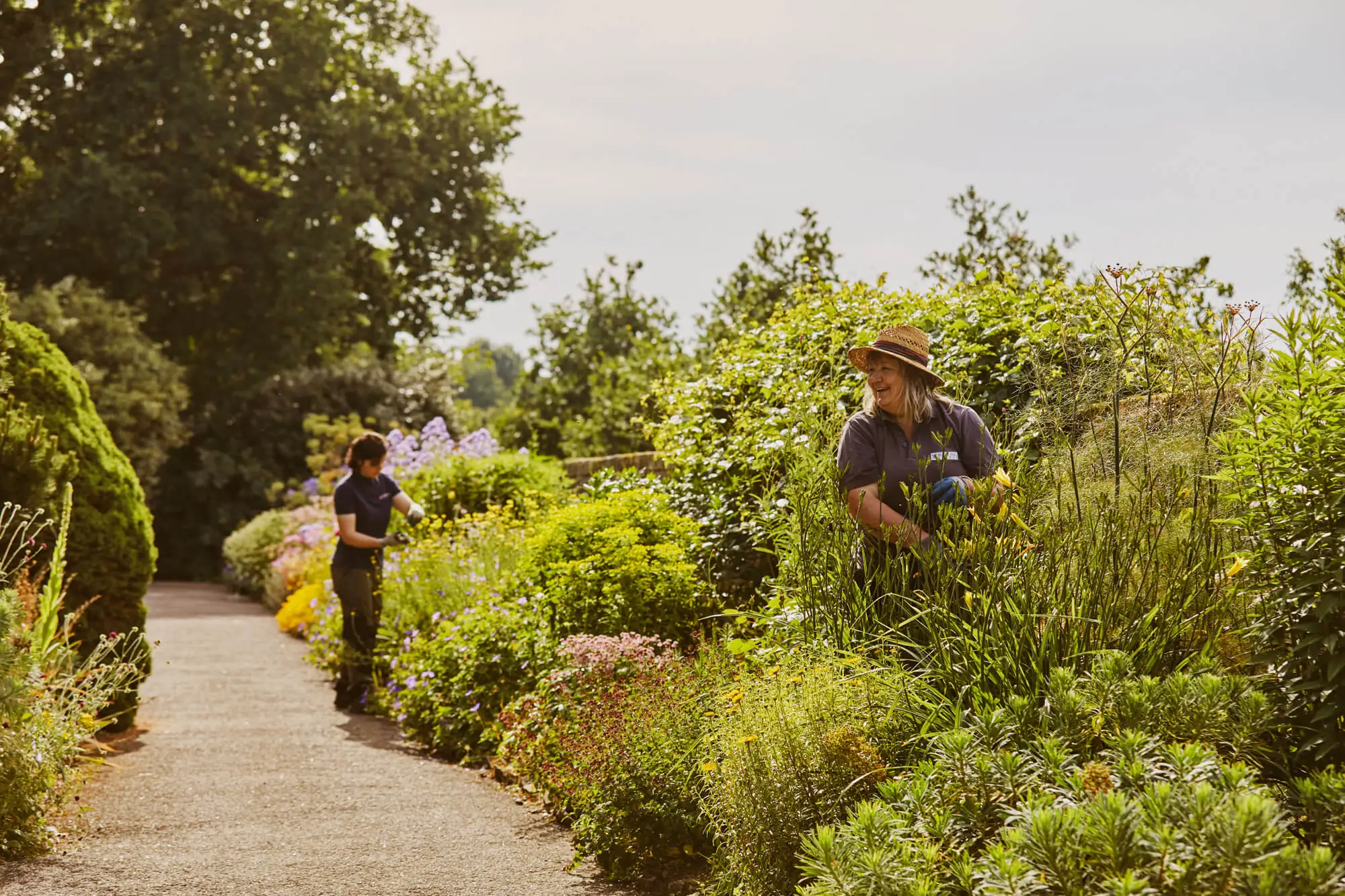 Two gardeners pruning herbaceous plants during the summer along Paradise Walk at Borde Hill.
