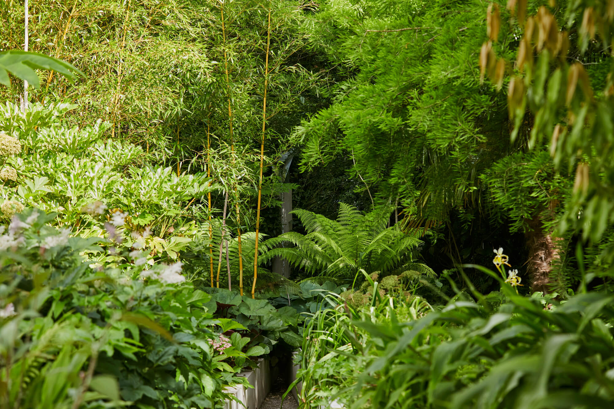 Sub-tropical plants in the Round Dell at Borde Hill