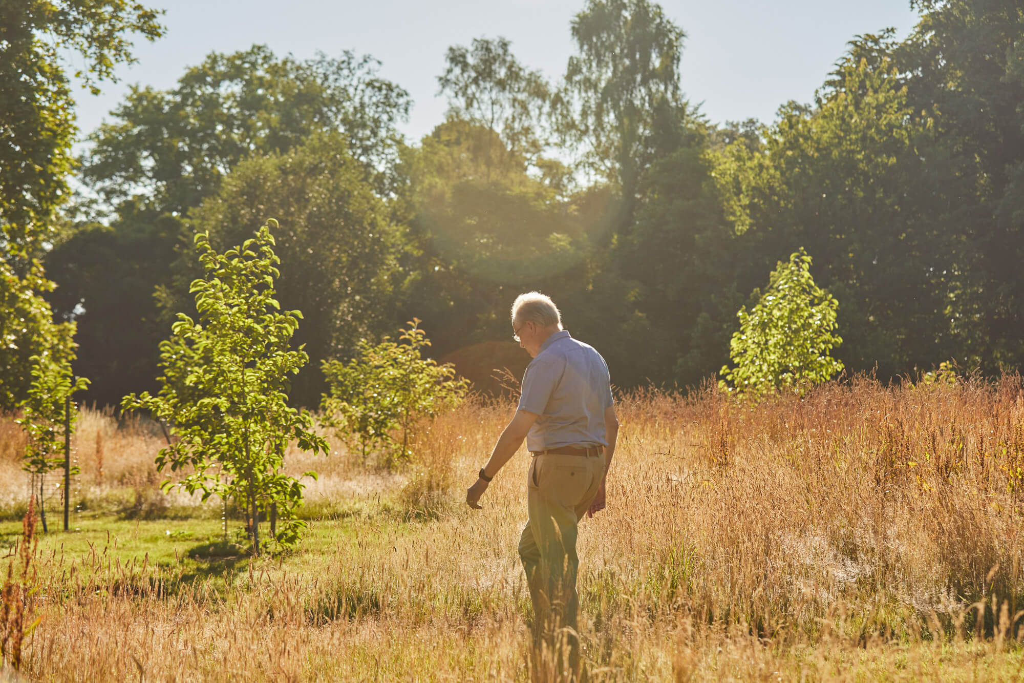 An atmospheric view of an adult walking in a meadow at Borde Hill during summer