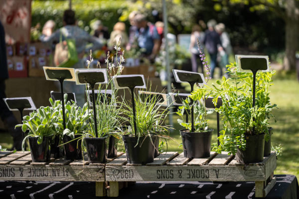 Plant stalls at the spring Plant Fair event at Borde Hill