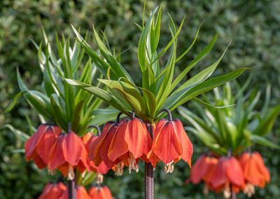 Fritillaria imperialis Crown Imperials. Image John Glover