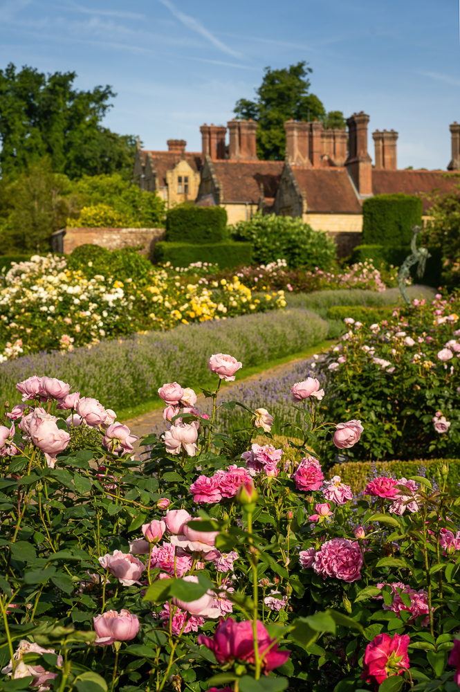 Jay Robin's Rose Garden at Borde Hill.. Image: Molly Hollman