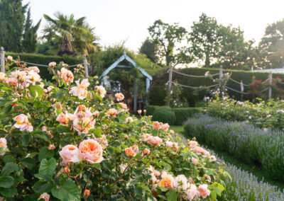 Rose Garden at Borde Hill. Image: Molly Hollman