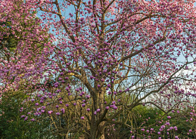 Magnolia campbellii on the Azalea Ring. Image John Glover