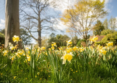 Daffodils in spring at Borde Hill Garden