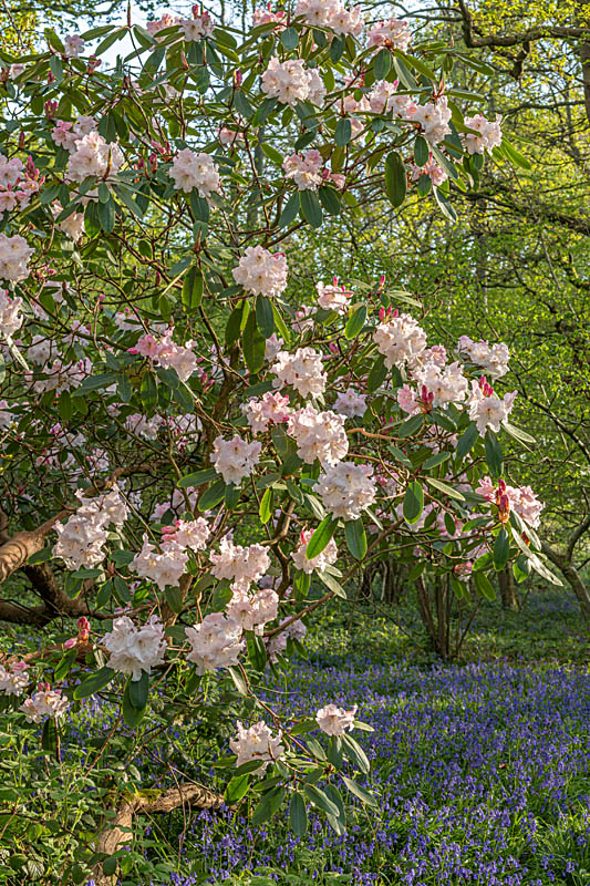 Mature Rhododendrons in Warren Wood at Borde Hill. Image: John Glover