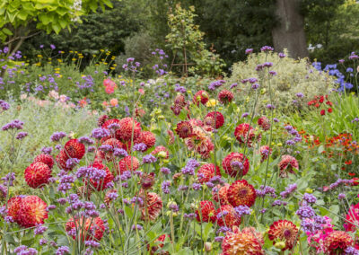 Mid Summer Border at Borde Hill. Image: Brighton Pictures