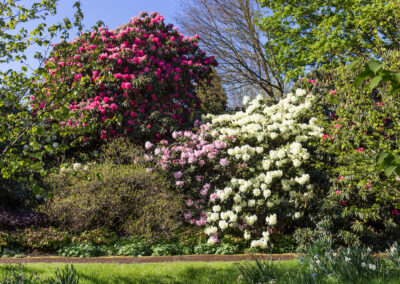 Rhododendrons at Borde Hill. Image: Nicky Flint