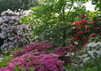 Rhododendrons at Borde Hill.Old Rhododendron Garden at Borde Hill Image: Derek St Romaine
