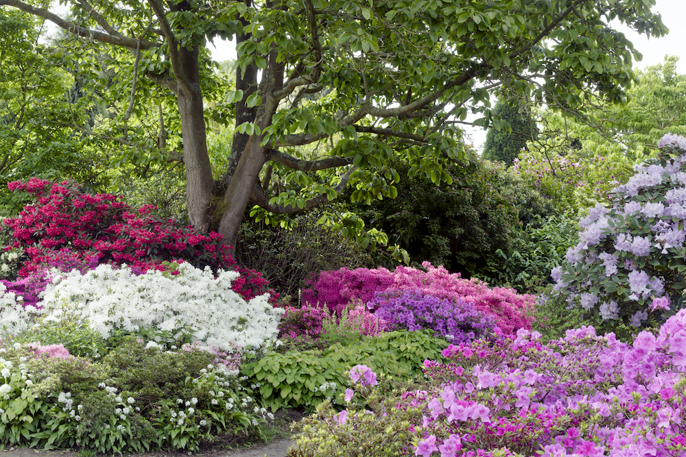 Rhododendrons and Azaleas in the Old Rhododendron Garden at Borde Hill