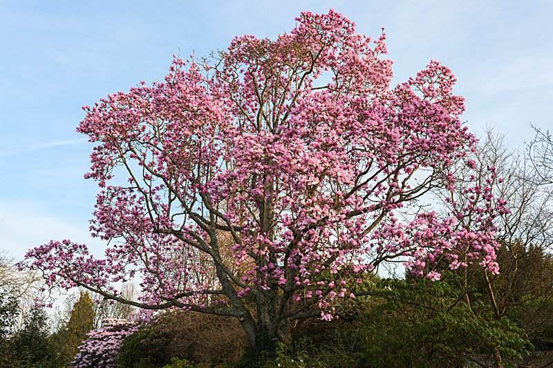 Magnolia sprengeri var. 'diva' in the Old Rhododendron Garden at Borde Hill