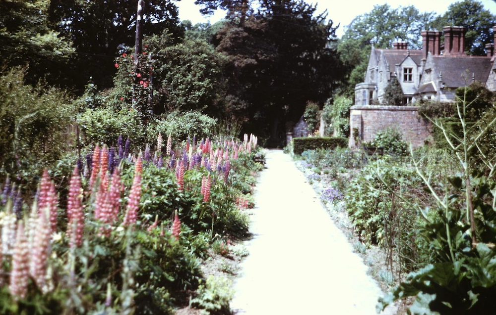 Lupins in Rose Garden area in the 1960's