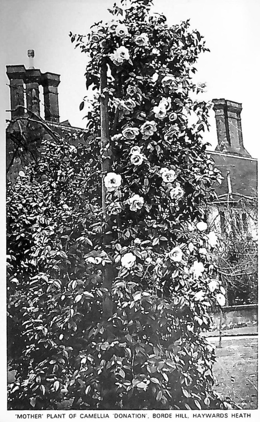 Post Card of Camellia 'Donation' Mother Plant at Borde Hill