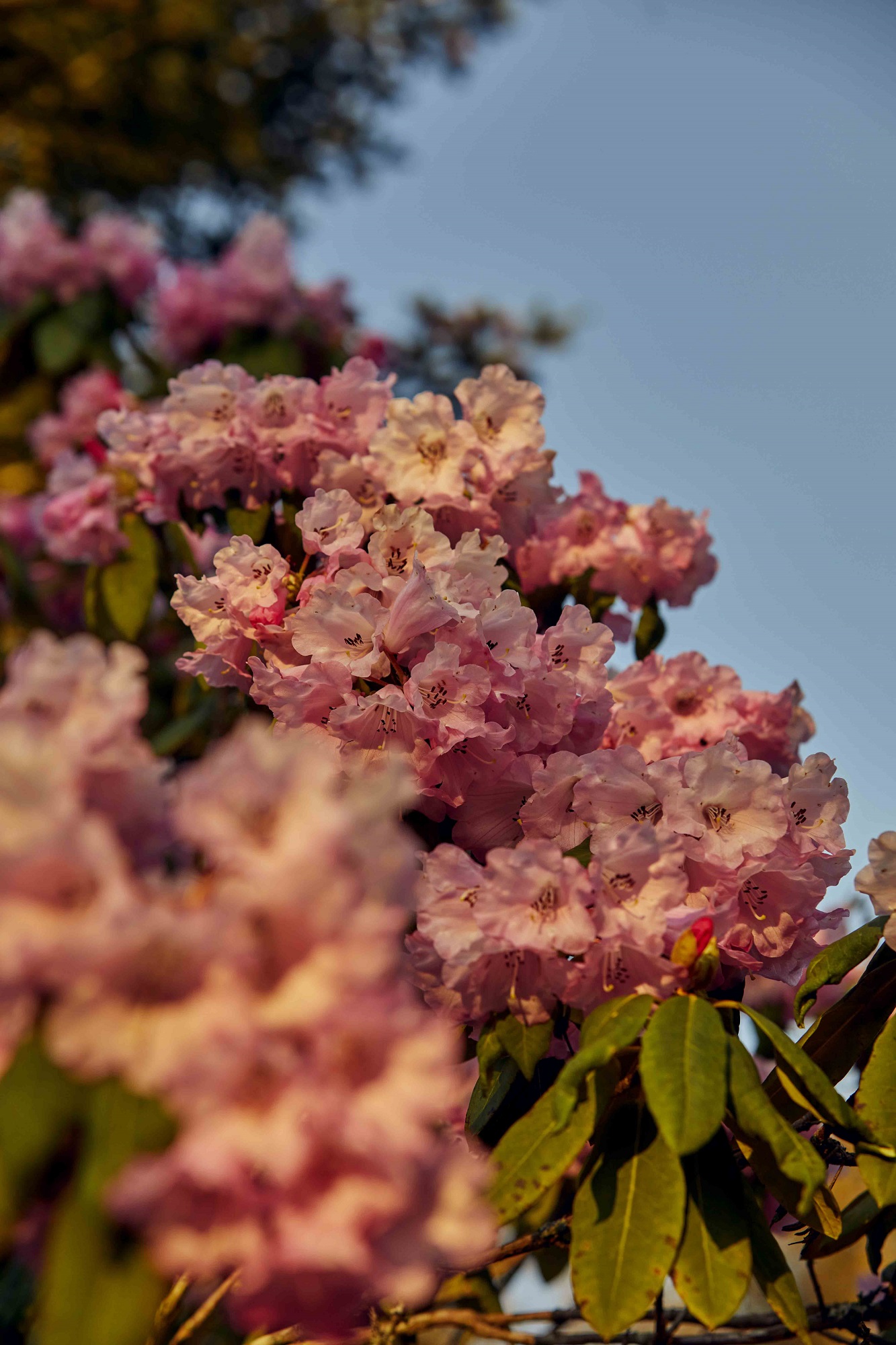 Rhododendron in bloom at Borde Hill. Image: Emli Bendixen