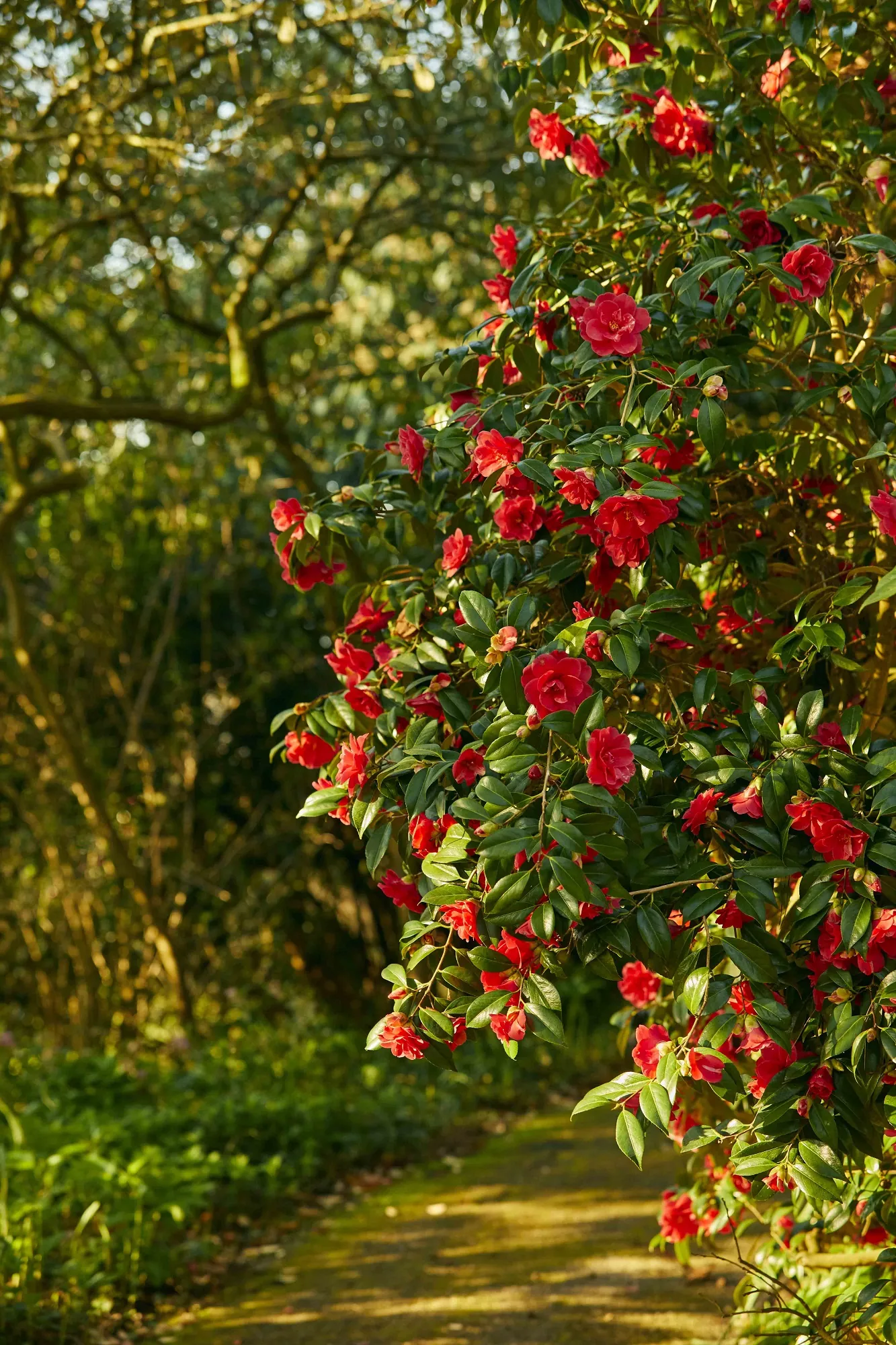 Camellias in bloom in the Garden of Allah at Borde Hill. Image: Emli Bendixen