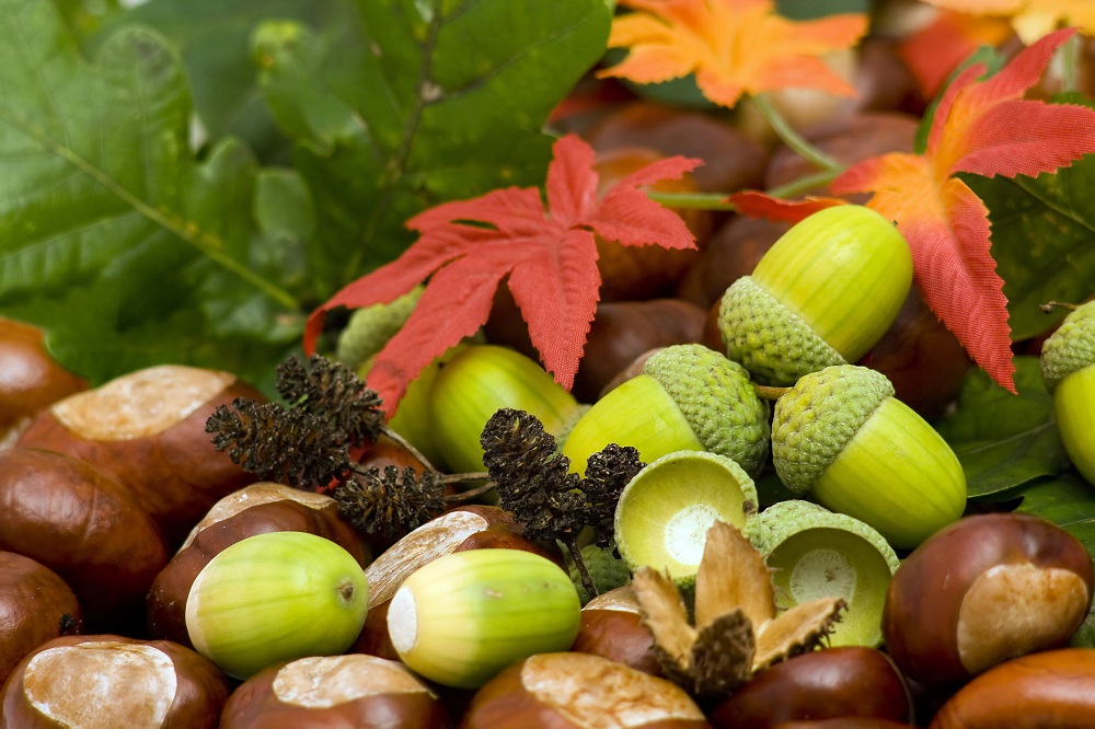 ‘Forest Floor’ – Botanical Art Class with Penny Sanderson