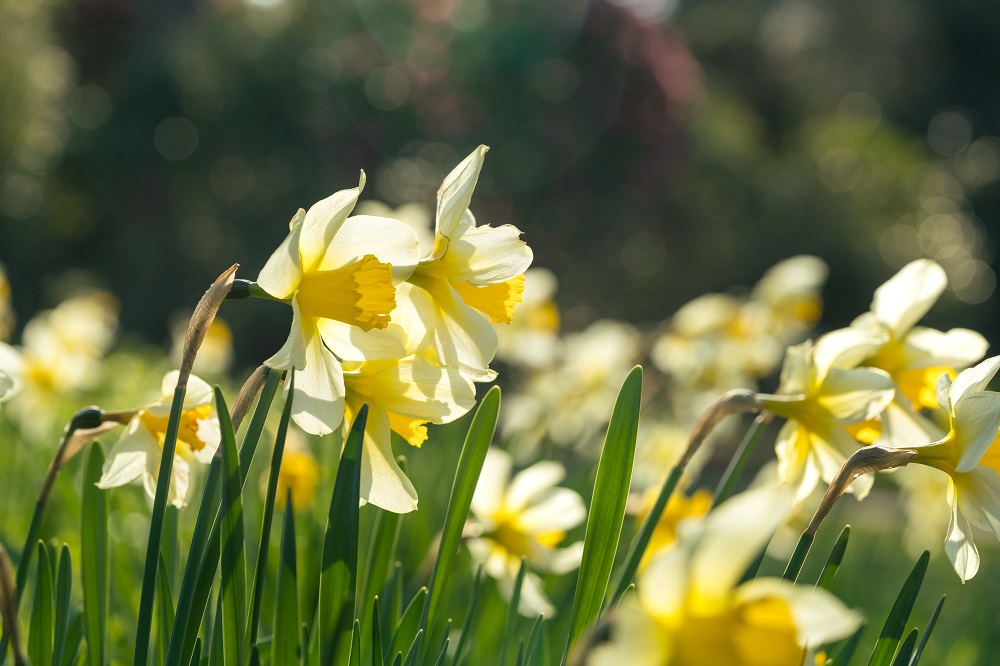 Exhibition: The Sussex Artists – ‘The Art of Spring’