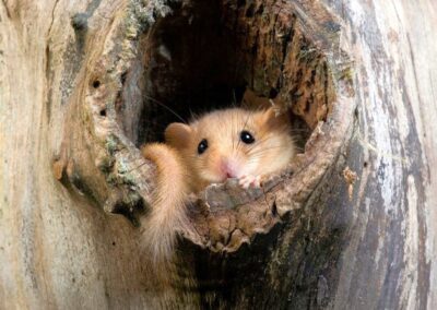 Dormouse Discoveries in South Park