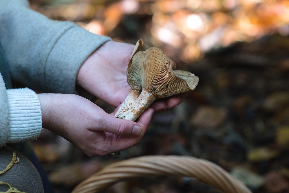 Autumn Foraging Walk with Terra Vitum