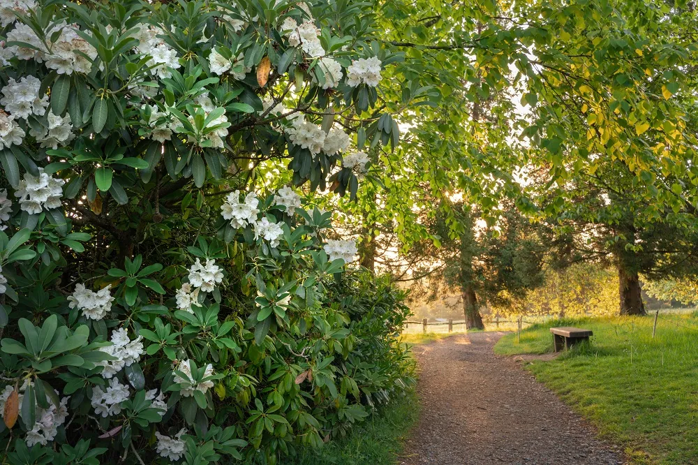 The Holy Trinity Magnolias obvata fraseri officinalis