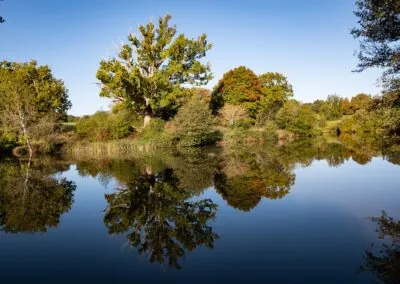 Living History: Exploring South Park’s Ancient Landscape and Remarkable Trees