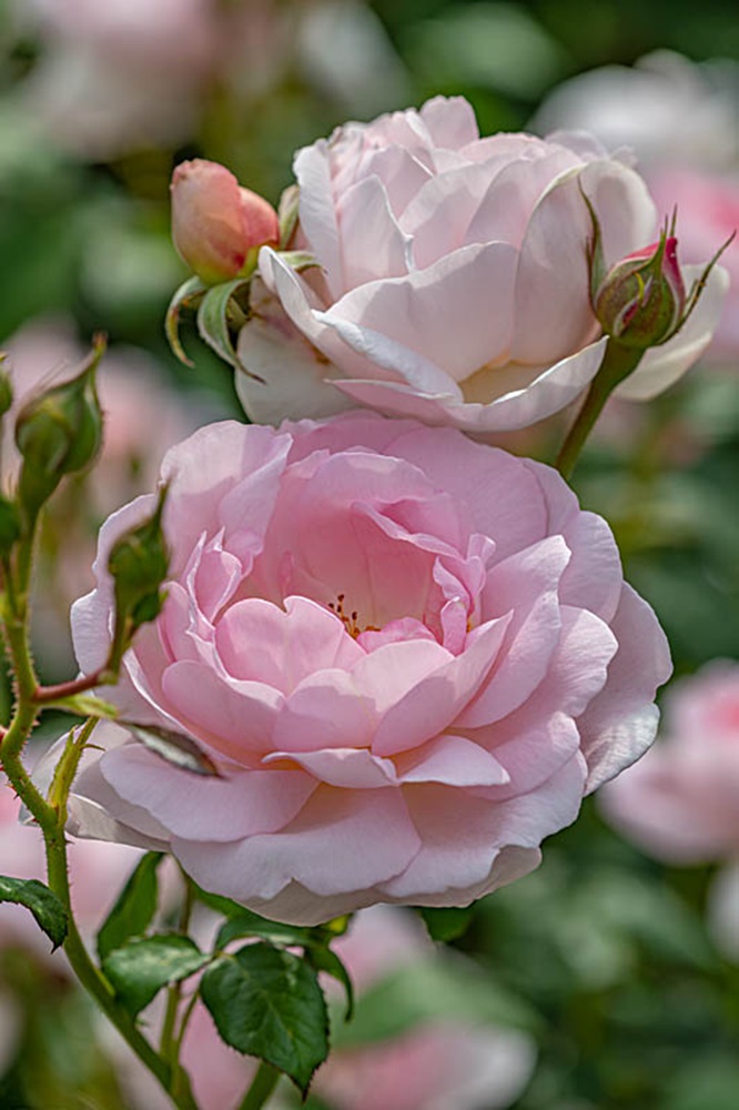 Jay Robin's Rose Garden at Borde Hill.. Image: Molly Hollman