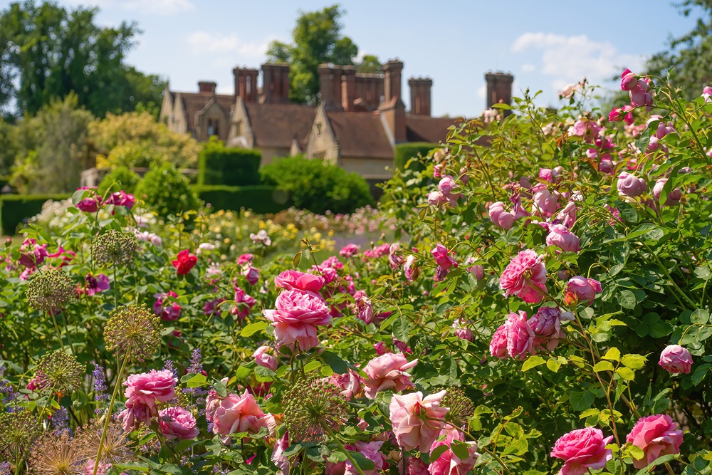 Jay Robin's Rose Garden at Borde Hill. Image: Julie Skelton, awarded a finalist position in the Beautiful Garden’s Category of the International Garden Photographer of the Year Award 2023