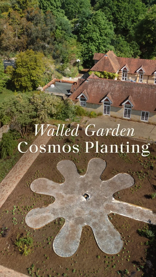 At the heart of the restoration of our Walled Garden, designed by @ann_mariepowell, lies a vision rooted in our biodynamic principles. 

The Garden is shaped into four distinct quadrants of air, fire, earth and water, each echoing the rhythms of nature. Over the past few weeks, the air quadrant has taken its first breath, with the construction of the cosmos, a flower-shaped seating area, nestled within the new planting.

This space is alive with contrast as apple blossoms adorn old branches, wisteria threads through arches, and early roses climb the sandstone walls, while fresh planting and new forms begin to take shape.

Today, our Senior Walled Kitchen Gardener, Julia, shares a glimpse into this evolving space before it’s opening next year.

#BordeHillGarden #WalledGarden #SpringBlooms #SussexGardens #GardenDesign