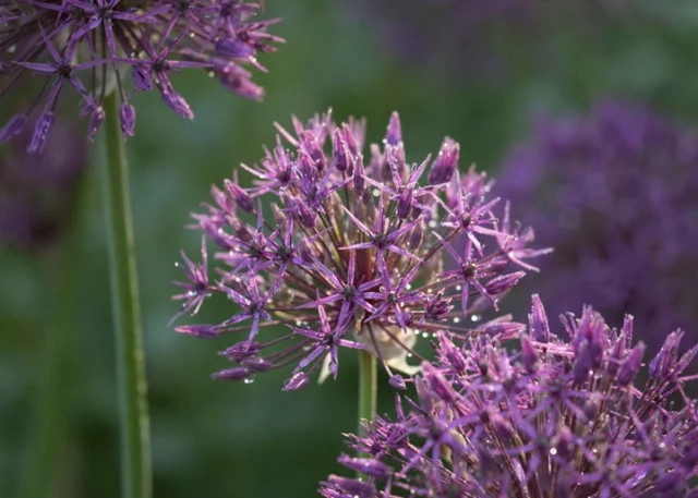 The whimsical blooms of Allium ‘Globemaster’ rise like lilac orbs above the borders, each a constellation of star-shaped florets.⁠
⁠
Loved for their bold structure and soft hue, they bring both height and harmony to planting schemes. For your own garden, they will thrive in a sunny, well-drained spot. Plant them in clusters for a striking display or mix them with perennials for a beautiful contrast.⁠
⁠
Long-lasting and full of charm, they’re a wonderful choice for adding drama and elegance to your borders.⁠
⁠
📷: @sussexstills⁠
⁠
#BordeHillGarden #AlliumGlobemaster #SpringBlooms #SussexGarden #GardeningTips