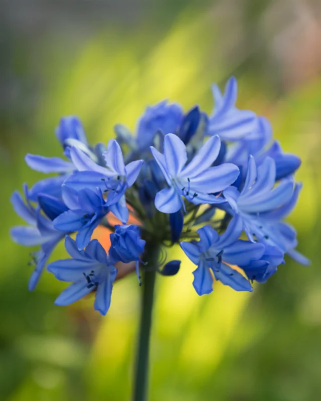 Along Paradise Walk the first agapanthus are blooming, their sculptural stems rising above the borders like quiet blue firecrackers.⁠
⁠
Though known commonly as the African lily, their name comes from the Greek agapē and anthos, meaning ‘flower of love’ or ‘lovely flower’ - fitting for a plant that brings such poise and presence to the summer border. ⁠
⁠
Thriving in full sun and free-draining soil, agapanthus often flower more freely when their roots are slightly restricted, making them beautifully suited to both pots and borders alike.⁠
⁠
📷: @sussexstills⁠
⁠
#BordeHillGarden #Agapanthus #ParadiseWalk #SummerBorders #MidsummerBlooms #SussexGardens #GardenInspiration⁠
