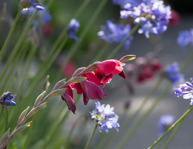 Gladiolus ‘Ruby’ brings a rich, jewel-toned glow to the summer border - tall, elegant spikes in deep crimson rising through the planting.⁠
⁠
Planted alongside the cool blues of agapanthus, its colour sings even more vividly, creating a striking midsummer pairing of structure and contrast. While agapanthus offers softness and sway, gladiolus stands bold and upright, catching the eye and anchoring the scene.⁠
⁠
Thriving in full sun and well-drained soil, each flower opens in succession offering a slow unfurling of beauty.⁠
⁠
📷: @sussexstills⁠
⁠
#BordeHillGarden #GladiolusRuby #Agapanthus #SummerBorders #MidsummerBlooms #GardenInspiration #SussexGardens⁠