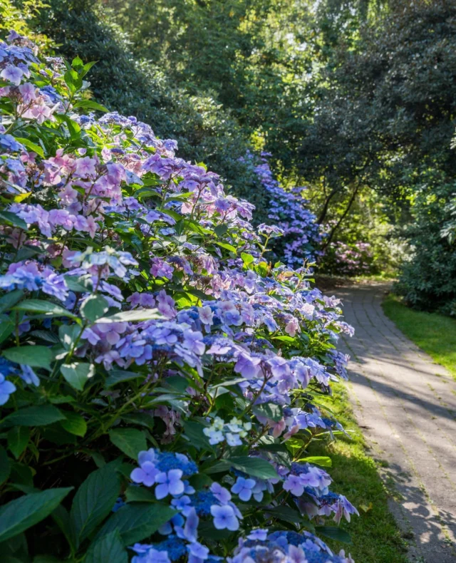 Across the Garden hydrangeas are beginning to unfurl, soft domes and delicate lacecaps open in shades of ivory, blue and rose. Tucked into woodland edges, winding borders and quiet corners, they bring a sense of calm to the height of summer.⁠
⁠
There are many varieties, but most belong to three main types: Hydrangea paniculata forms tall, tapering cones that glow in sunlight; macrophylla offers rounded mopheads and delicate lacecaps in shades that shift with the soil; while arborescens creates soft, domed heads that seem to float above leafy greens.⁠
⁠
Their beauty lingers well into autumn, a gentle companion to the turning of the season.⁠
⁠
#BordeHillGarden #Hydrangeas #SummerBlooms #GardenInspiration #WoodlandGarden #SussexGardens⁠